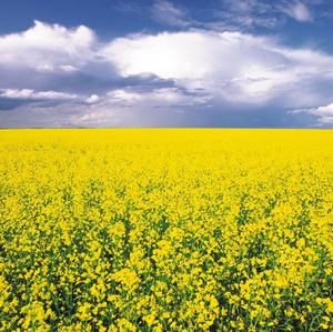 Meet your Posher, Rochelle